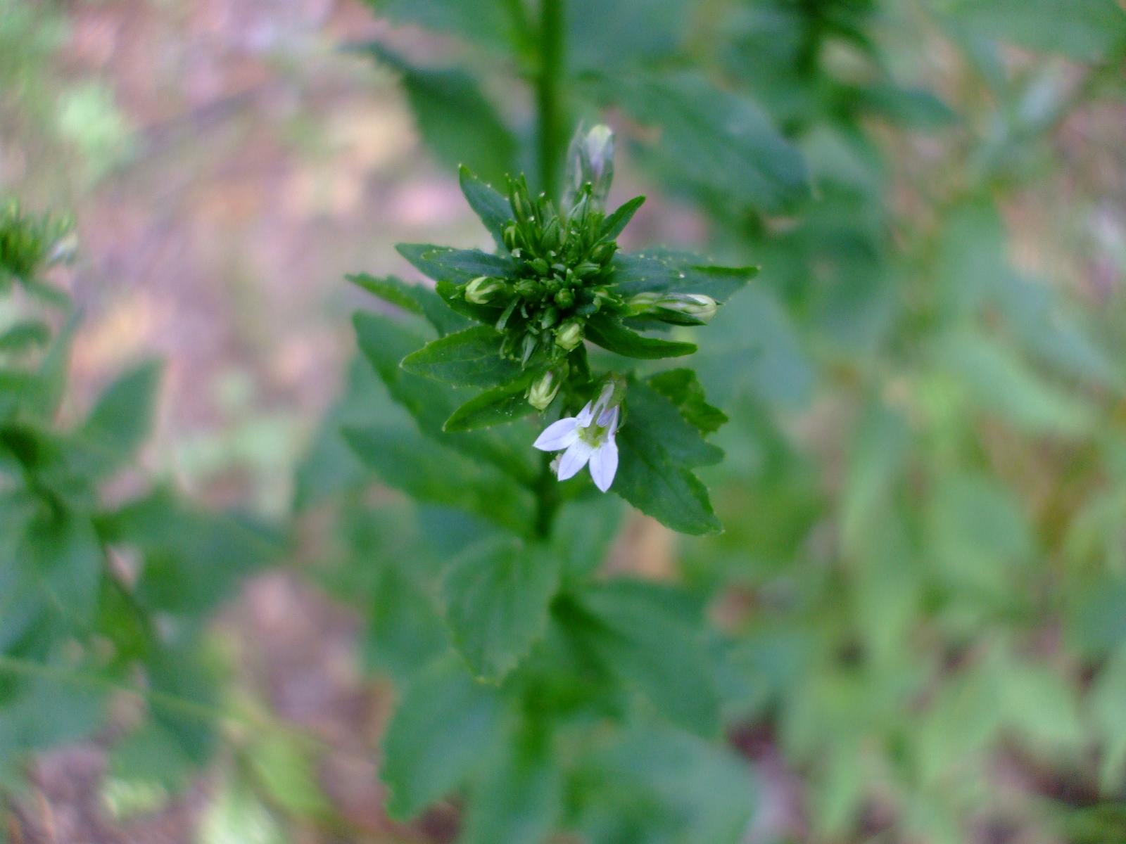 Lobelia inflata